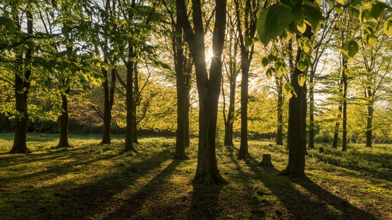 The sun coming through the trees in Hatfield Forest, Essex